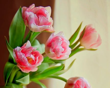 Beautiful Flowers - flowers, pink, nature, bloom