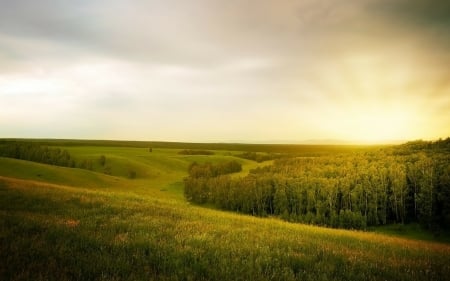 Green Landscape - nature, sky, trees, forest, grass