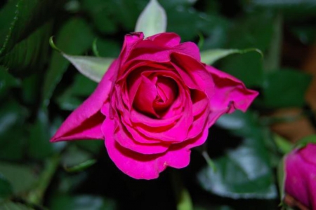 A Beauty - nature, macro, petals, rose, flower