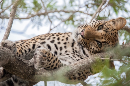 Leopard - leopard, branch, animal, cub, cute, wild, cat