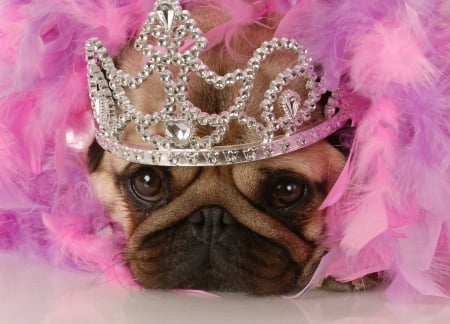 Little princess - funny, animal, pink, cute, caine, pug, crown, princess, dog