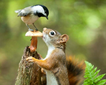 Friends - bird, mushroom, green, pasare, squirrel, veverita