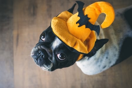 Ready for Halloween - hat, pupppy, funny, black, halloween, caine, yellow, pug, dog