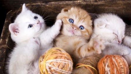 Kittens - wool, pisica, kitten, ball, cute, cat