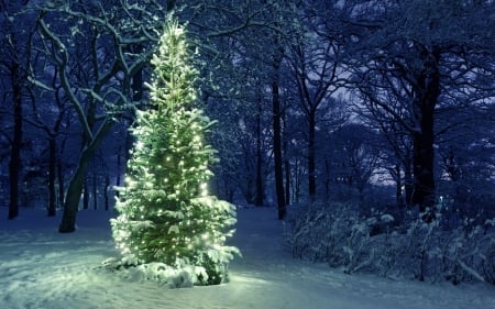 Christmas Coming - forest, snow, light, winter, tree