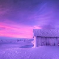 Purple Snow