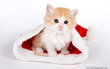 christmas kitty - animal, santa, hat, kitten