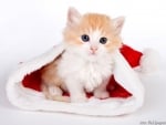 christmas kitty