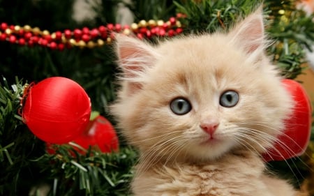 pretty kitty - christmas, cats, decorations, kitten