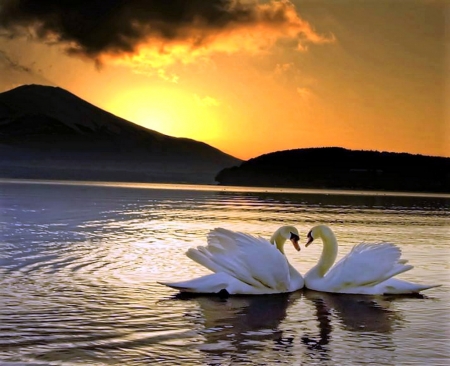 Last light of evening - lake, swans, sunset, birds