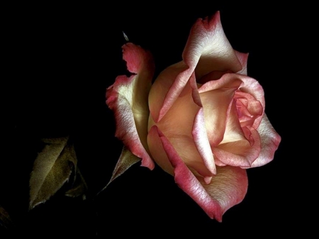 On black - black, rose, flower, pink