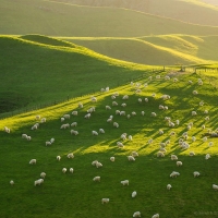 Sheeps at New Zeland