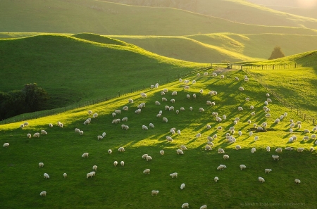 Sheeps at New Zeland - field, animal, sheep, flock