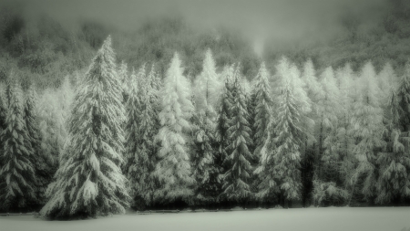 Silver - trees, winter, forest, nature