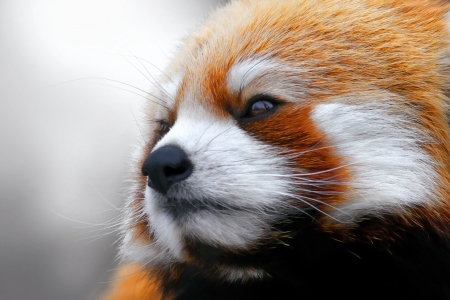 Red panda - white, animal, face, orange, red panda