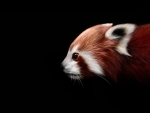 Red panda