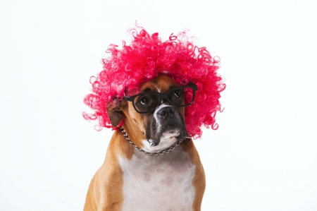 Funny dog - white, animal, glasses, funny, dog, caine, pink