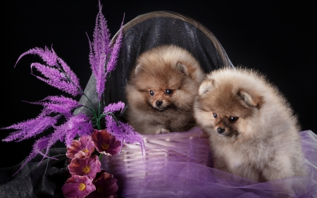 Puppies - puppy, couple, basket, caine, spitz, dog, pink, animal, cute, flower