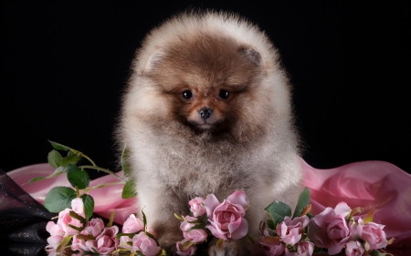 Puppy - dog, spitz, flower, pink, black, animal, cute, caine, puppy