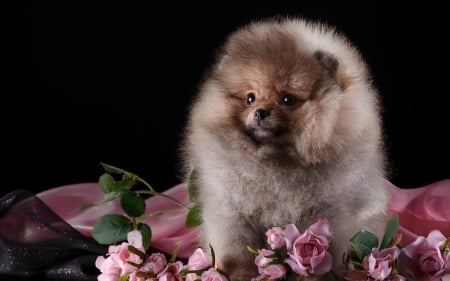 Puppy - dog, spitz, flower, pink, black, animal, cute, caine, puppy