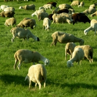 Flock of sheeps