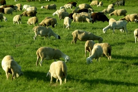 Flock of sheeps - animal, sheep, landscpae, flock