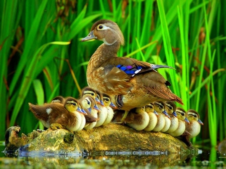 Busy Mom - ducks, chicks, water, grass