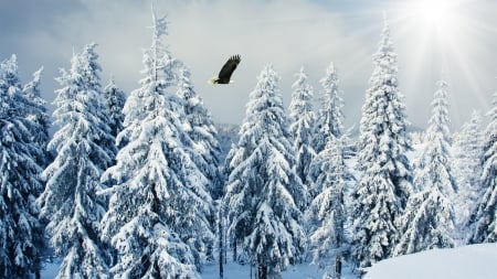 Flying Into the Sun - sunlight, trees, winter, snow, freedom, forest, ice, eagle, cold