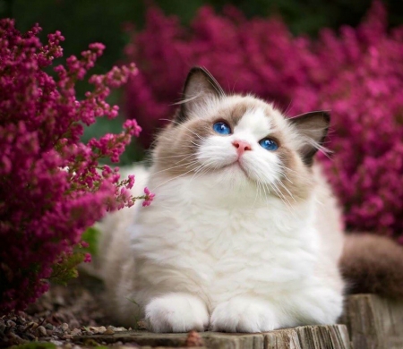 Beautiful Dreamy Cat - flowers, purple, beautiful, dreamy, cat, blue eyes