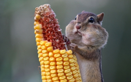 Striped Squirrel - Funny, Eating, Animal, Big cheeks, Sqirrel, Corn