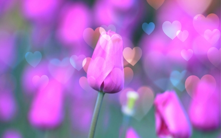 â™¥ - bokeh, carmencitazapacita, beautiful, tulips, luna, photo manipulation, flowers