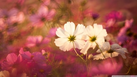 Cosmos Flowers in Garden