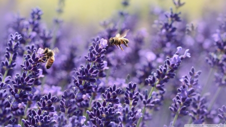 Lavender Bees - flowers, lavender, nature, purple