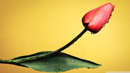 Red Tulips, Yellow Background - nature, yellow, red, tulips, flowers