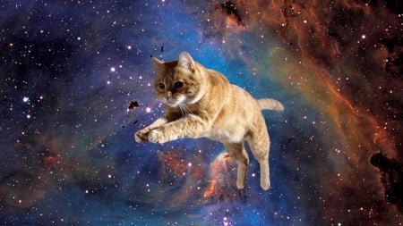 Cat star - animal, feline, jumping, cat