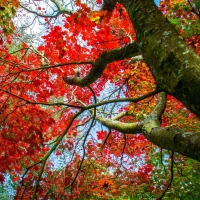 Colorful Autumn Tree Leaves