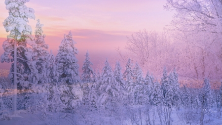 Winter Collage - forests, trees, winter, collage, snow, mountains, sunsets, pink