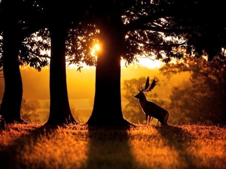 The Buck - buck, trees, deer, autumn