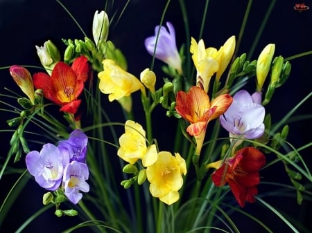 FLOWERS - leaves, colors, stems, petals