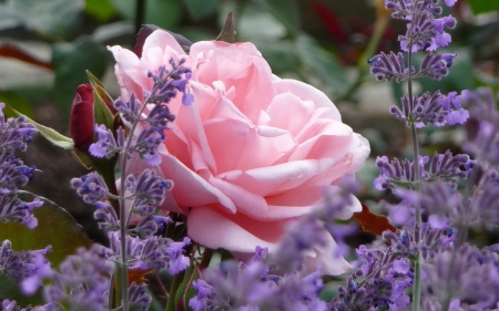 ROSE - leaves, flowers, stems, petals