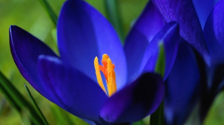 CROCUS - leaves, petals, nature, colors