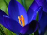 CROCUS