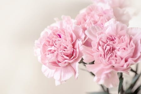 CARNATIONS - nature, colors, stems, petals