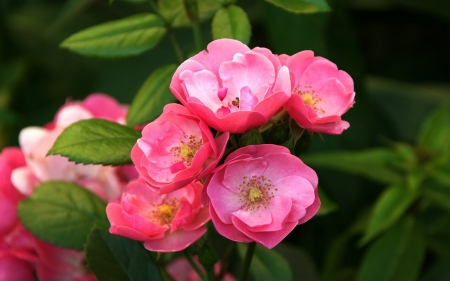 FLOWERS - leaves, colors, stems, petals