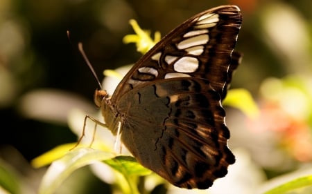 BUTTERFLY - leaves, nature, wings, colors