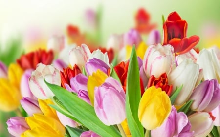 TULIPS - leaves, colors, stems, petals