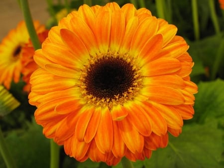 GERBERAS - leaves, colors, stems, petals