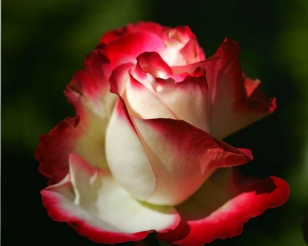 ROSE - nature, colors, flower, petals