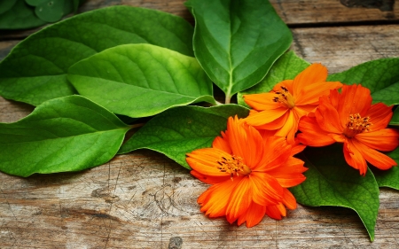 FLOWERS - leaves, petals, nature, colors