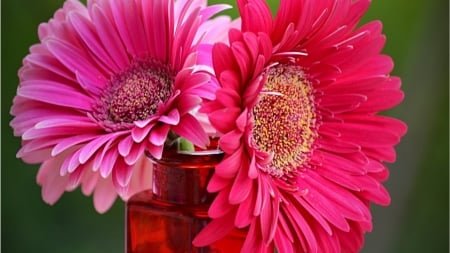 GERBERAS - colors, stems, petals, vase